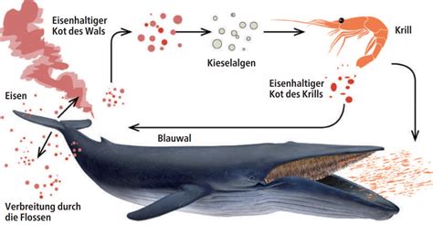 Waren Wale früher Klimaschützer