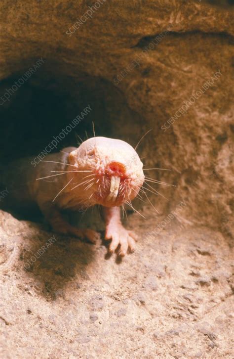 Naked Mole Rat Stock Image Z Science Photo Library
