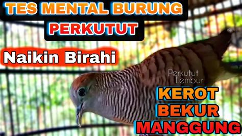 Pancingan Perkutut Menaikan Birahi Tes Mental Malas Bunyi Stress