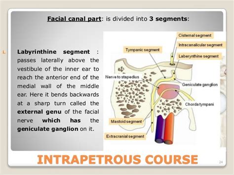 Facial Nerve