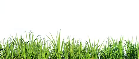 Tall Grass Png Tall Grass Transparent Background Freeiconspng