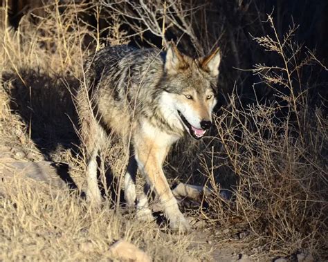 Mexican Gray Wolf Zoopedia Wiki Fandom