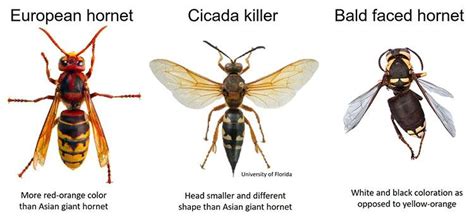 Hornet Vs Cicada Killer