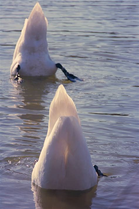 Swan Dive Together Head Under - Free photo on Pixabay - Pixabay