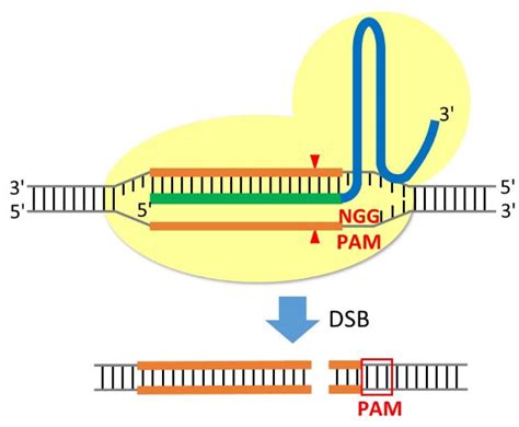 Cells Free Full Text Recent Advances In Crisprcas9 Mediated Genome Editing In Dictyostelium