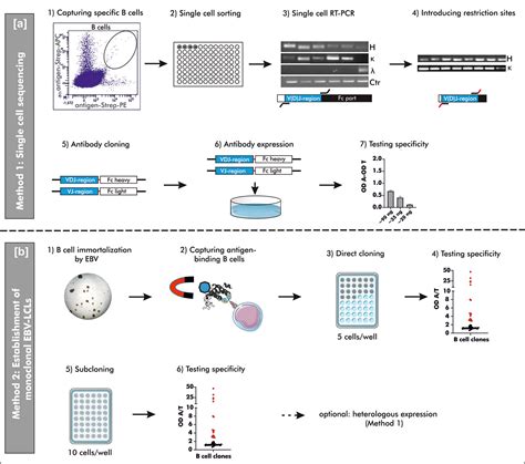 Frontiers Comparison Of Two Strategies To Generate Antigen Specific