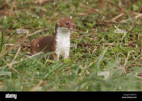 Alert Looking Weasel Stock Photo Alamy