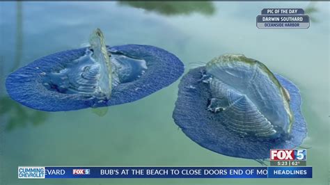 By The Wind Sailors Spotted On San Diego Beaches Fox 5 San Diego