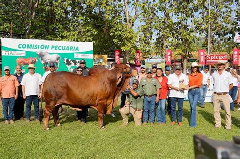 Juzgamiento Brahman Machos En La Feria Internacional De Azuero Isa