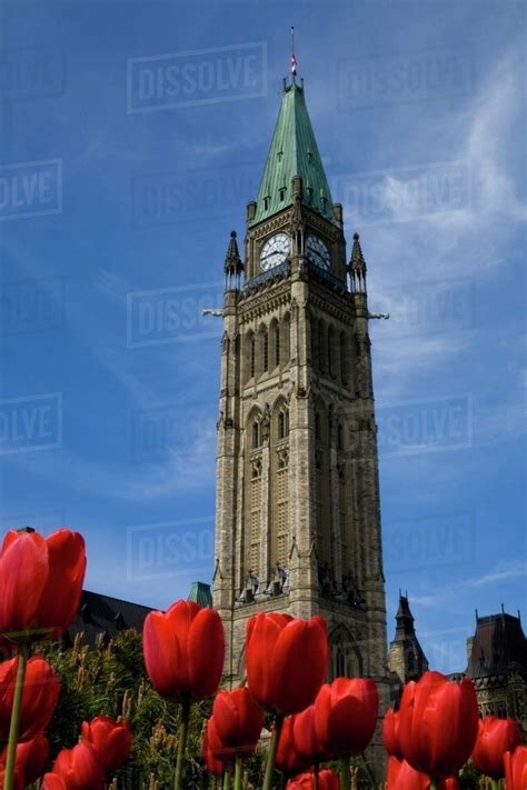 Peace Tower Framed By Tulips Parliament Buildings Ottawa Ontario