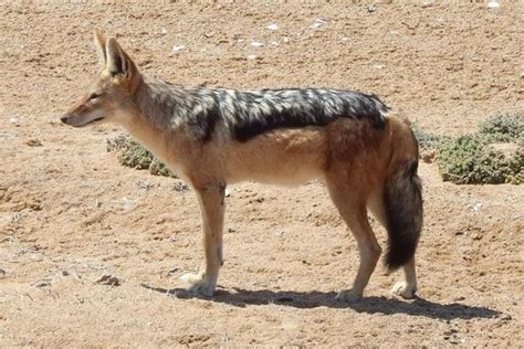 Jackal (Canis Aureus) | Incredible Facts | A-Z Animals