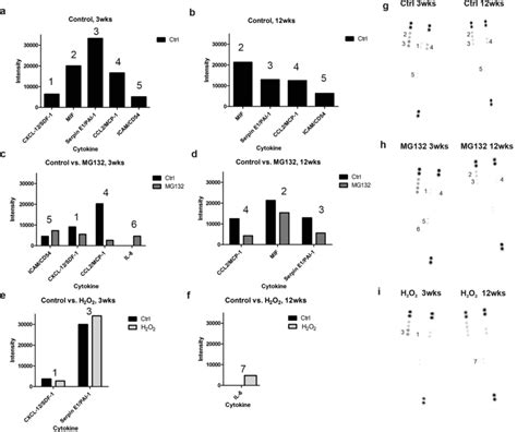 Cytokine Secretion Of Hesc Rpe Cells Intensity Levels Of Secreted