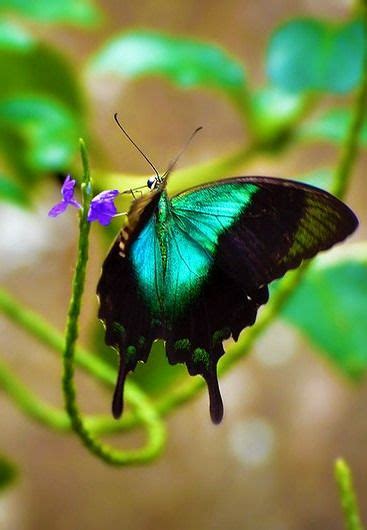 Most Beautiful Butterflies In The World Flying