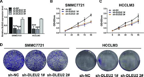 Knockdown Of Dleu Inhibited Hcc Proliferation A Transfection