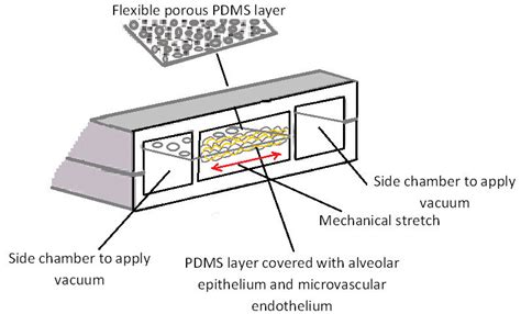 Schematic Design Of The Microengineered Lung On Chip Model Developed By