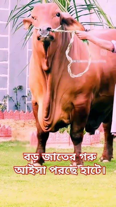 এই কোরবানির বড় জাতের গরু আইসা পরছে। কোরবানীরগরু গরু Cow