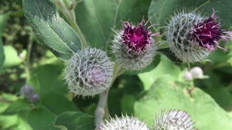 Лопух войлочный (Arctium tomentosum Mill.) - лекарственное, съедобное ...