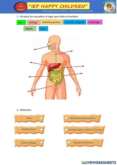 Aparato Digestivo Interactive Exercise For Primer Grado Live Worksheets