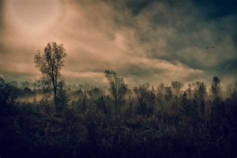 Fondos De Pantalla Luz De Sol Paisaje Bosque Naturaleza Césped Cielo Rama Noche Mañana