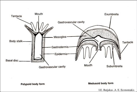 The Two Phases Of A Cnidarians Life Cycle The Polypoid And Medusoid