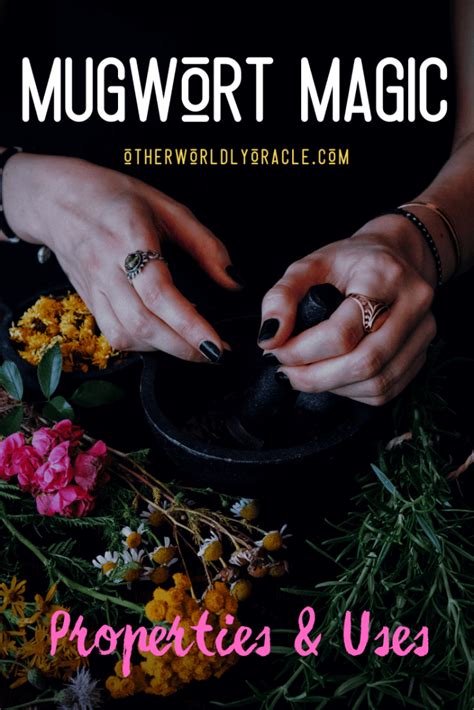 Mugwort Magic Properties And 9 Powerful Witchy Uses Otherworldly Oracle