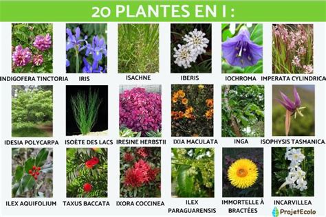 20 PLANTES En I LISTE AVEC PHOTOS