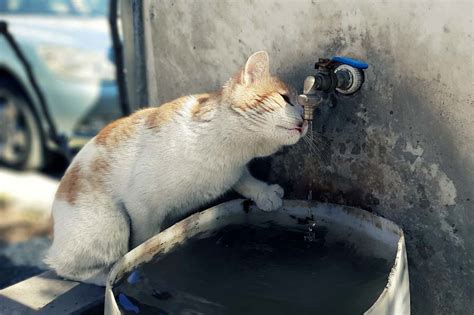 Polydipsia: Why is my Cat So Thirsty? - Turramurra Veterinary Hospital