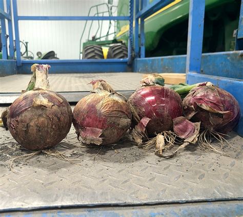 Redwing Onion Plants Dixondale Farms