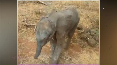 Elephant Save Her Baby From Lion Watch Youtube