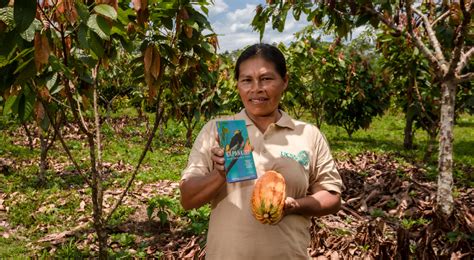 Camisea Impulsa Producci N De Cacao En La Comunidad Nativa Kirigueti