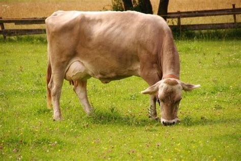 Best Cow for Milk - The 7 Best Dairy Cow Breeds For Your Homestead ...