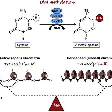 2 The Schematic Diagram Displaying How The DNA Methyltransferase