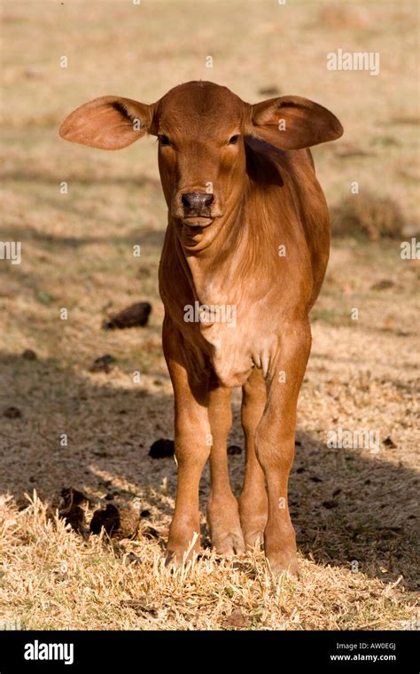 Red Brahman Calf On A Farm In South Africa Stock Photo 16424993 Alamy