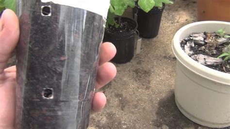 Propagating Slow Growing Fig Tree Cuttings Youtube