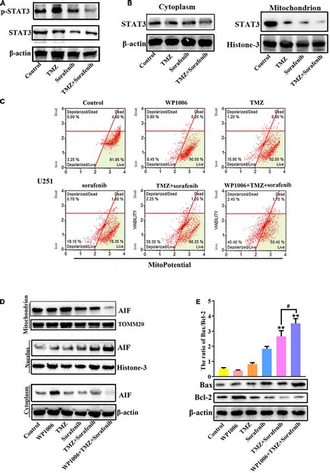 Frontiers Oxidative Stress Activated By Sorafenib Alters The