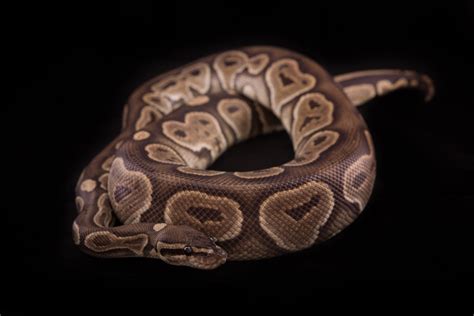 Cinnamon Ball Python Morphs (7 Cool Photos + Info)