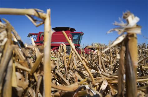 Corn Harvest Wallpaper