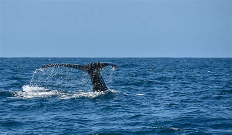 Dana Point Festival of Whales | Visit Dana Point