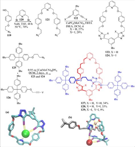 Schematic Pathway For The Contraction Of Macrocyclic And Heteroditopic