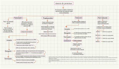 S Ntesis De Prote Nas Doctora Curita Udocz