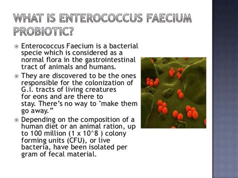 Enterococcus Faecium Probiotic