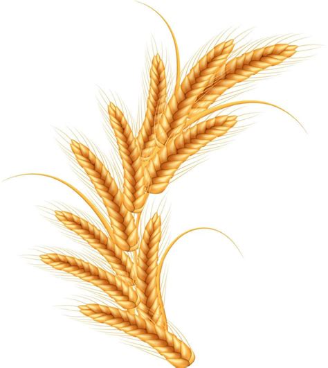 Wheat Vector Illustration 10929309 Vector Art At Vecteezy