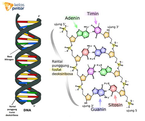 Dna Dan Rna Adalah Sinau