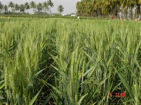 Varieties Wheat