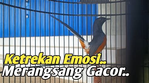 Ketrekan Murai Emosi Bikin Lawan Nyaut Gacor Bongkar Isian Youtube