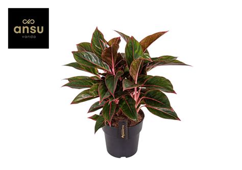 Aglaonema Jungle Red Plant Wholesale Floraccess