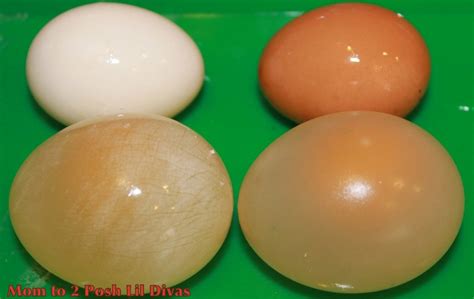 rubbery eggs