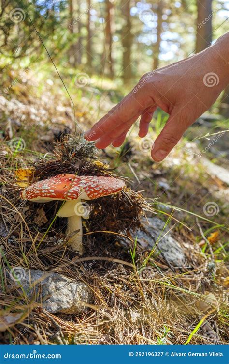 Hongos Amanita Muscaria En Un Bosque De Tala Imagen De Archivo Imagen