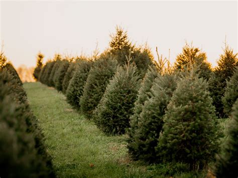 Best Christmas Tree Farms Near Me