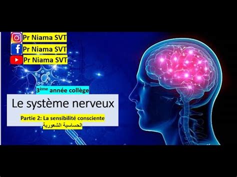 3AC Système nerveux Partie 2 La sensibilité consciente YouTube